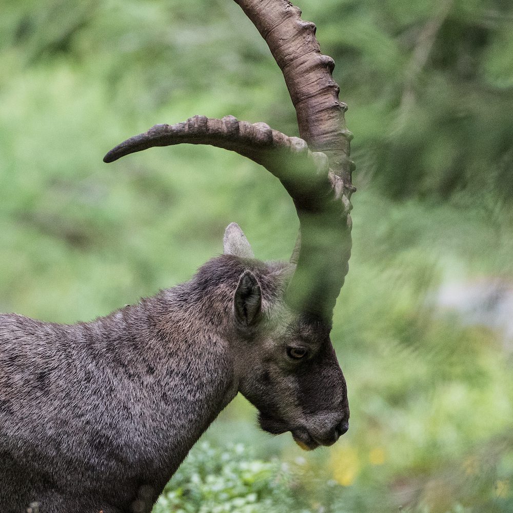 Jagd Gapa Mitglied werden Vereinsbeitrag