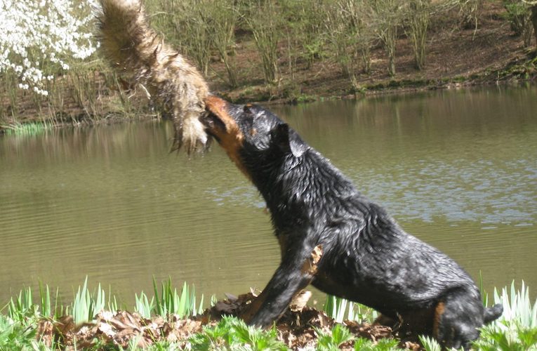 Jagd Gapa Hundewesen Ausbildung Jagdhundetraining 1