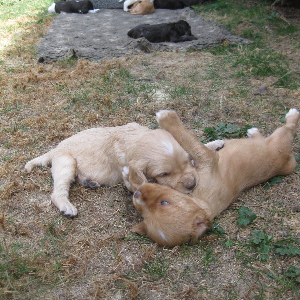 Jagd Gapa Hundewesen Ausbildung Welpenpraegung