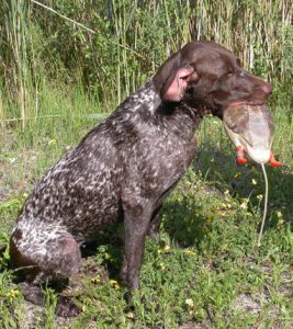 Jagd Gapa Hundewesen Einzelunterricht