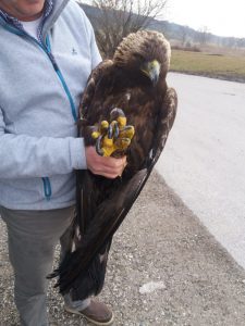 Jetzt ist sie in guten Händen in der Vogelauffangstation Aigner in Sauerlach.