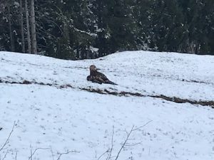 Das verletzte und flugunfähige Adlerweibchen wurde von Wanderen entdeckt und der Feuerwehr und dem Tierschutzverein gemeldet